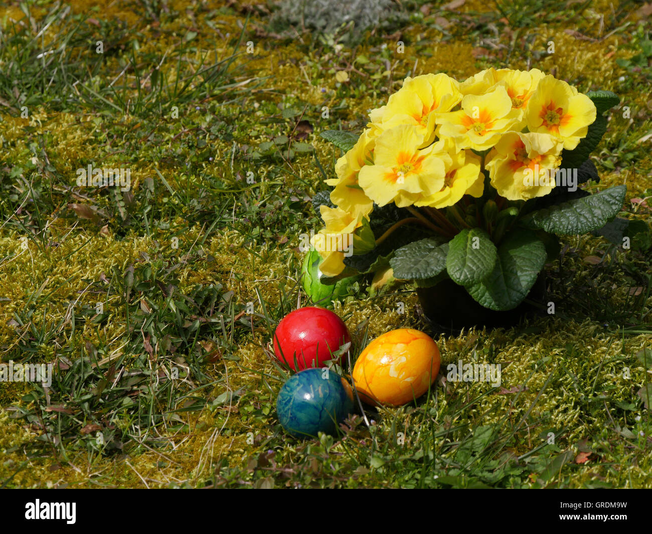 Pasqua, uova colorate di giallo e di primule in un prato Foto Stock