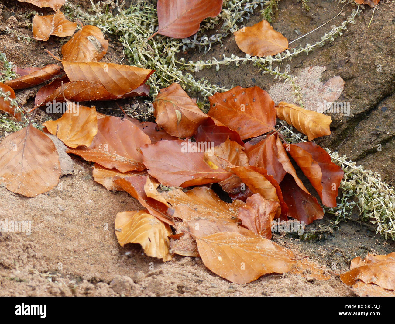 Alcune alghe di un essiccato fino a meandro di stagno su una pietra, foglie di autunno Foto Stock