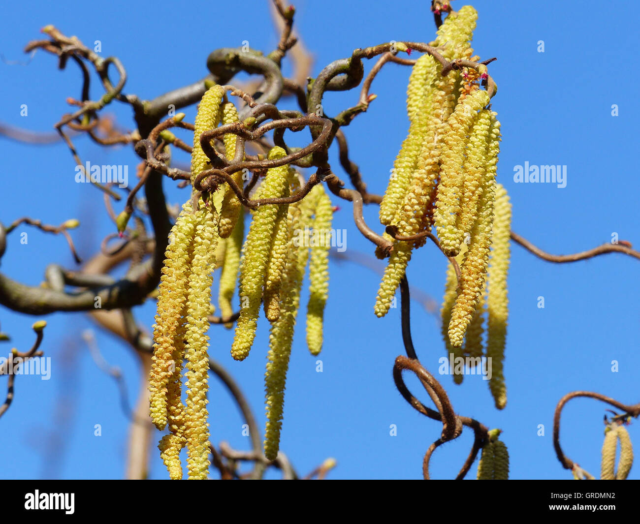 Blooming cavatappi Hazel, simbolo di allergia al polline Foto Stock