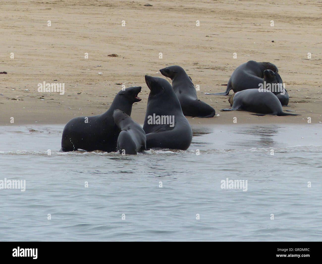 Disput, guarnizioni comune su un Sandbar e nell'acqua, Oceano Atlantico Foto Stock