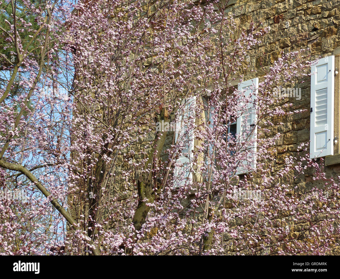 La facciata della casa, pietra naturale con Rosa fioritura albero nella parte anteriore Foto Stock
