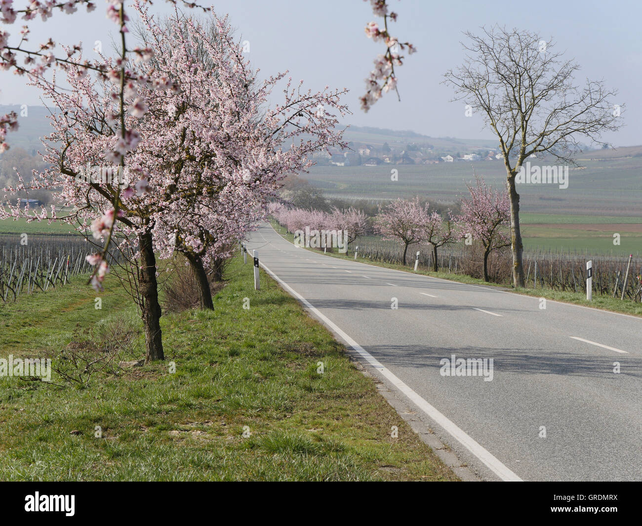 Mandorli in fiore Itinerario dei vini tedeschi, Palatinato, Germania Foto Stock