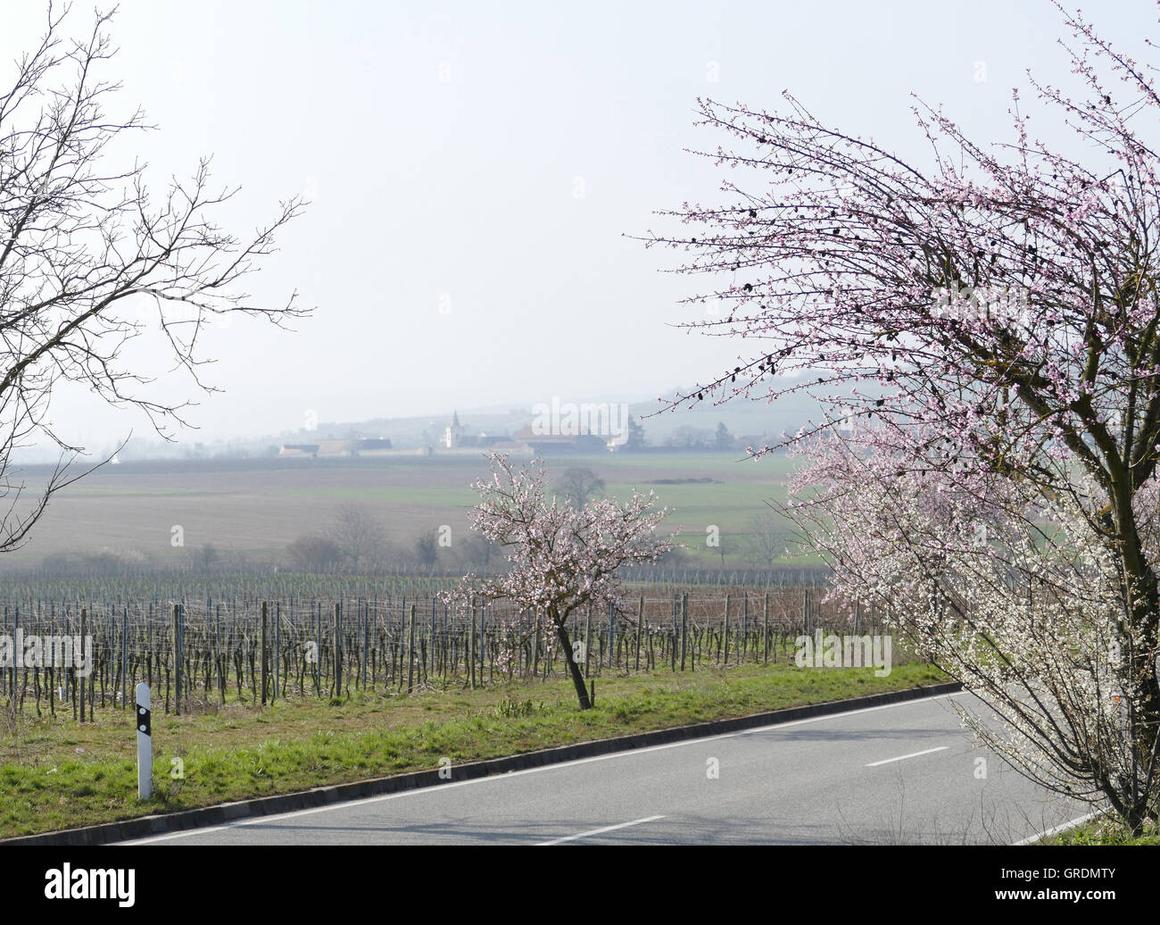 Mandorli in fiore Itinerario dei vini tedeschi, Palatinato, Germania Foto Stock