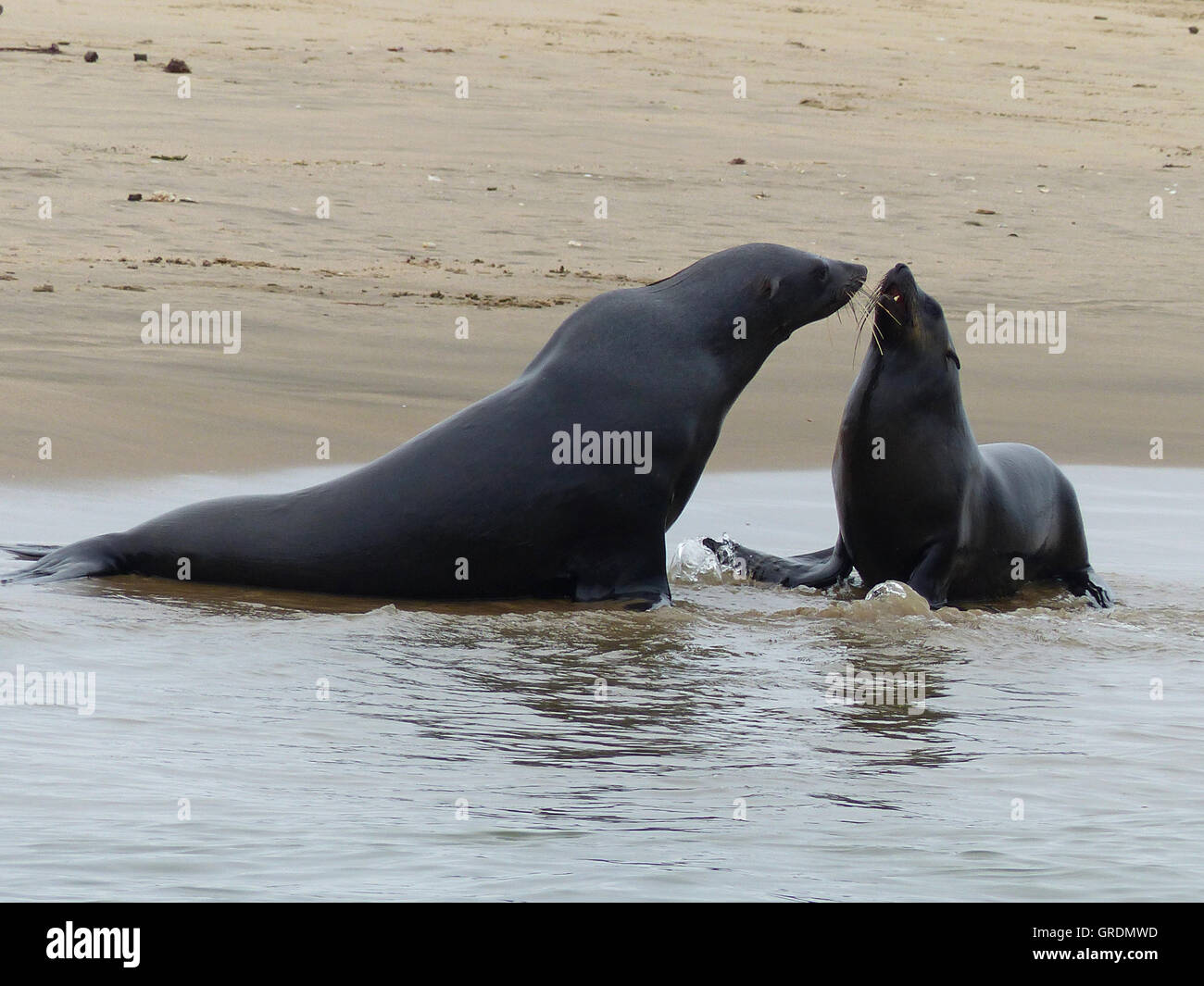 Le due guarnizioni di tenuta maschio corteggia una femmina Foto Stock