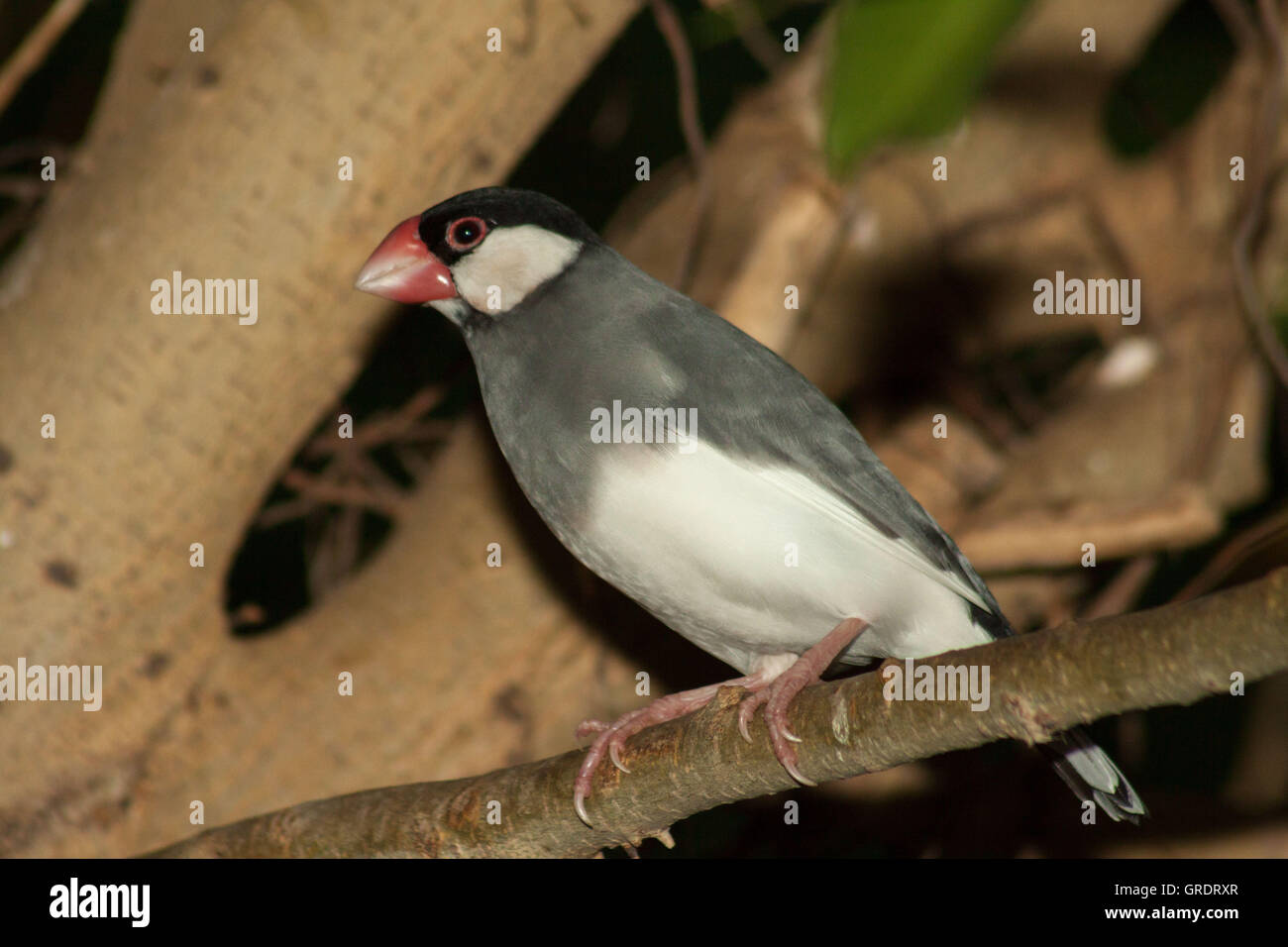 Un riso Finch seduto su un ramo della struttura Foto Stock