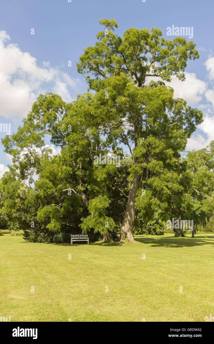 Grande Albero e Banco di bianco nel parco a Fuglsang Toreby Danimarca Foto Stock