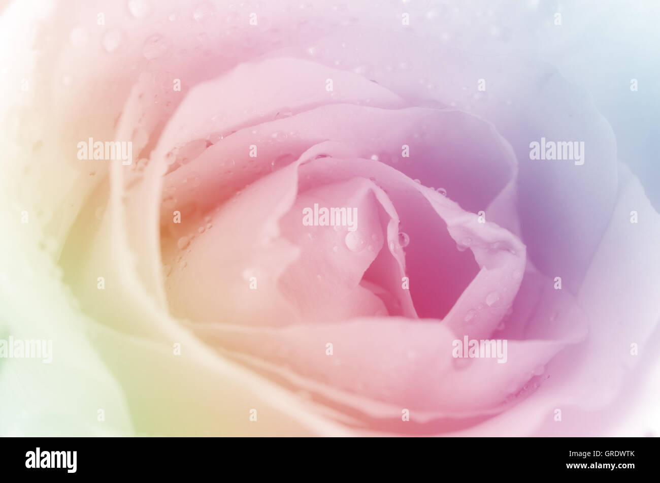 Le Rose in morbide tonalità pastello. Foto Stock