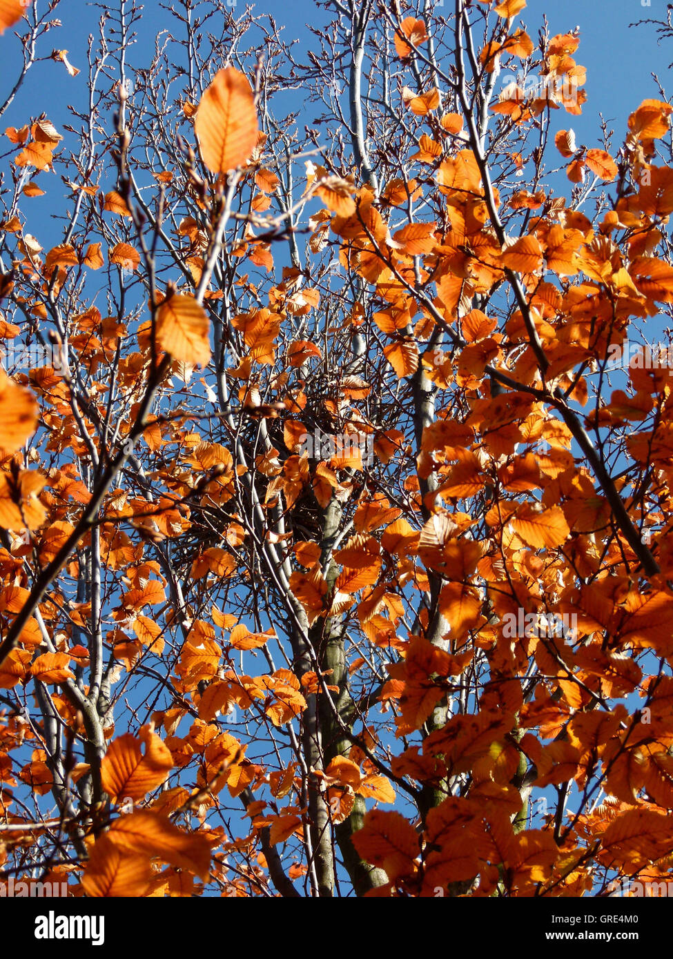 Faggio con foglie di autunno e nell'Treetop una gazza Nest Foto Stock