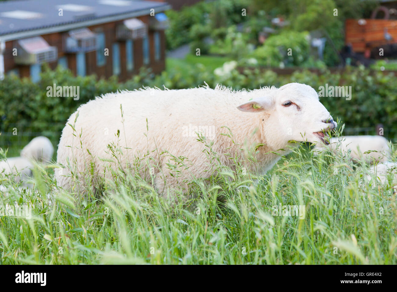 Pecora mangiare dell'erba lunga Foto Stock
