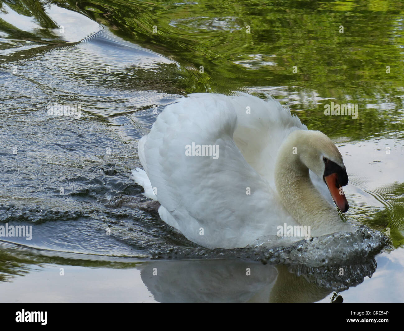 Swan nuoto su un lago Foto Stock