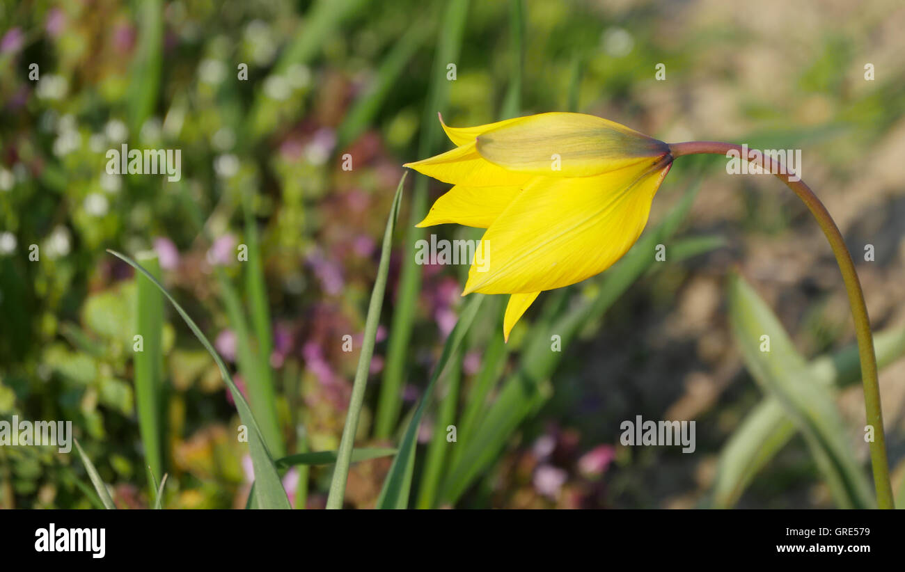 Giallo Tulipano selvatico, Tulipa Sylvestris vicino Gau-Odernheim, Rhinehesse, Renania-Palatinato Foto Stock