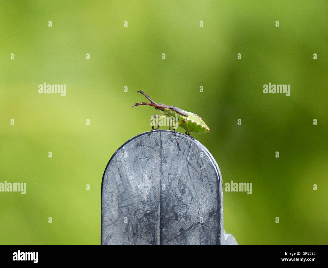 Insetto verde seduto su una pila di grigio, sfondo verde Foto Stock