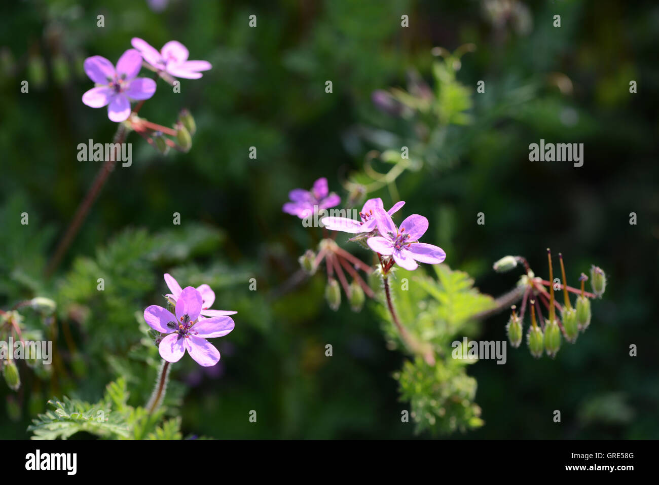 Fioritura rosa Filaree comune, la cicuta Filaree, Erodium Cicutarium Foto Stock