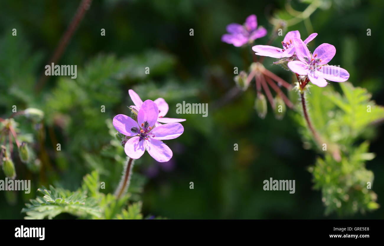 Fioritura rosa Filaree comune, la cicuta Filaree, Erodium Cicutarium Foto Stock