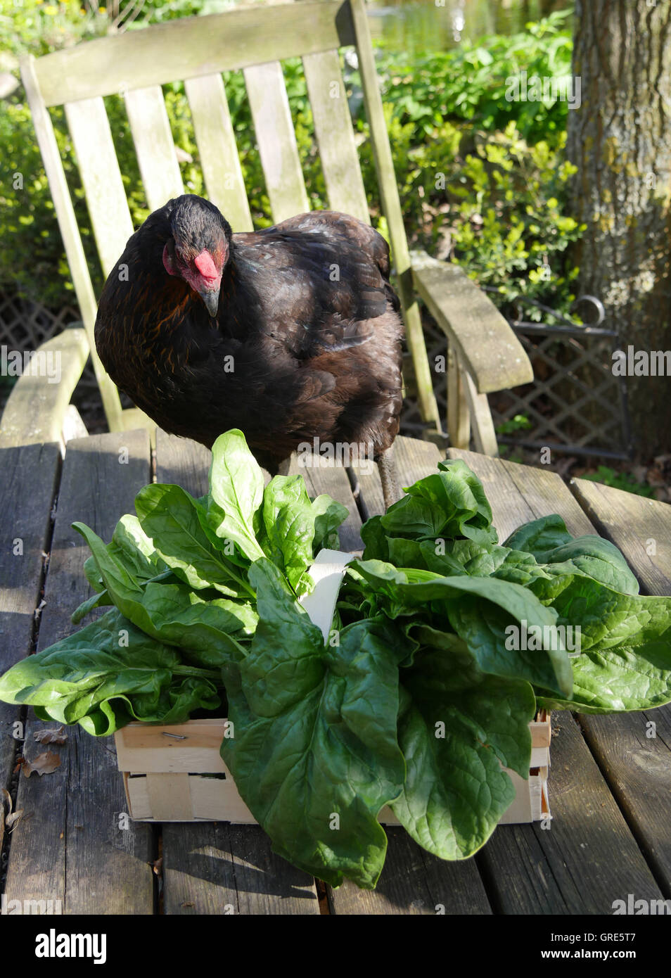 Gallina Araucana Occhi di spinaci freschi da orto Foto Stock