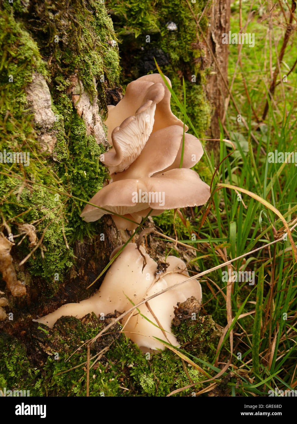 Funghi di Muschio un tronco di albero Foto Stock