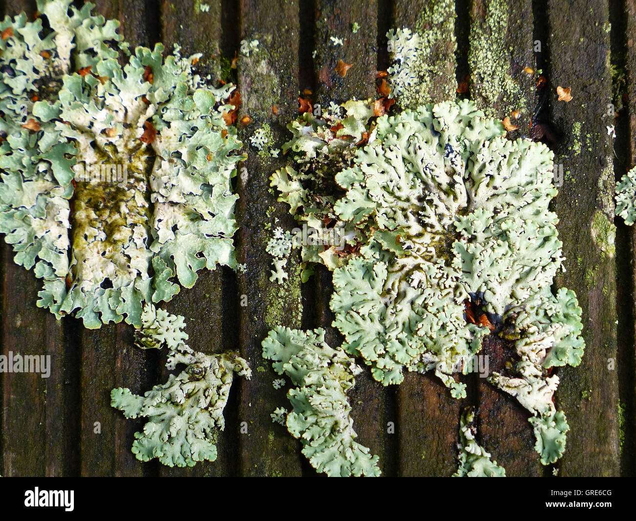 Beige verde licheni sulle travi di legno Foto Stock