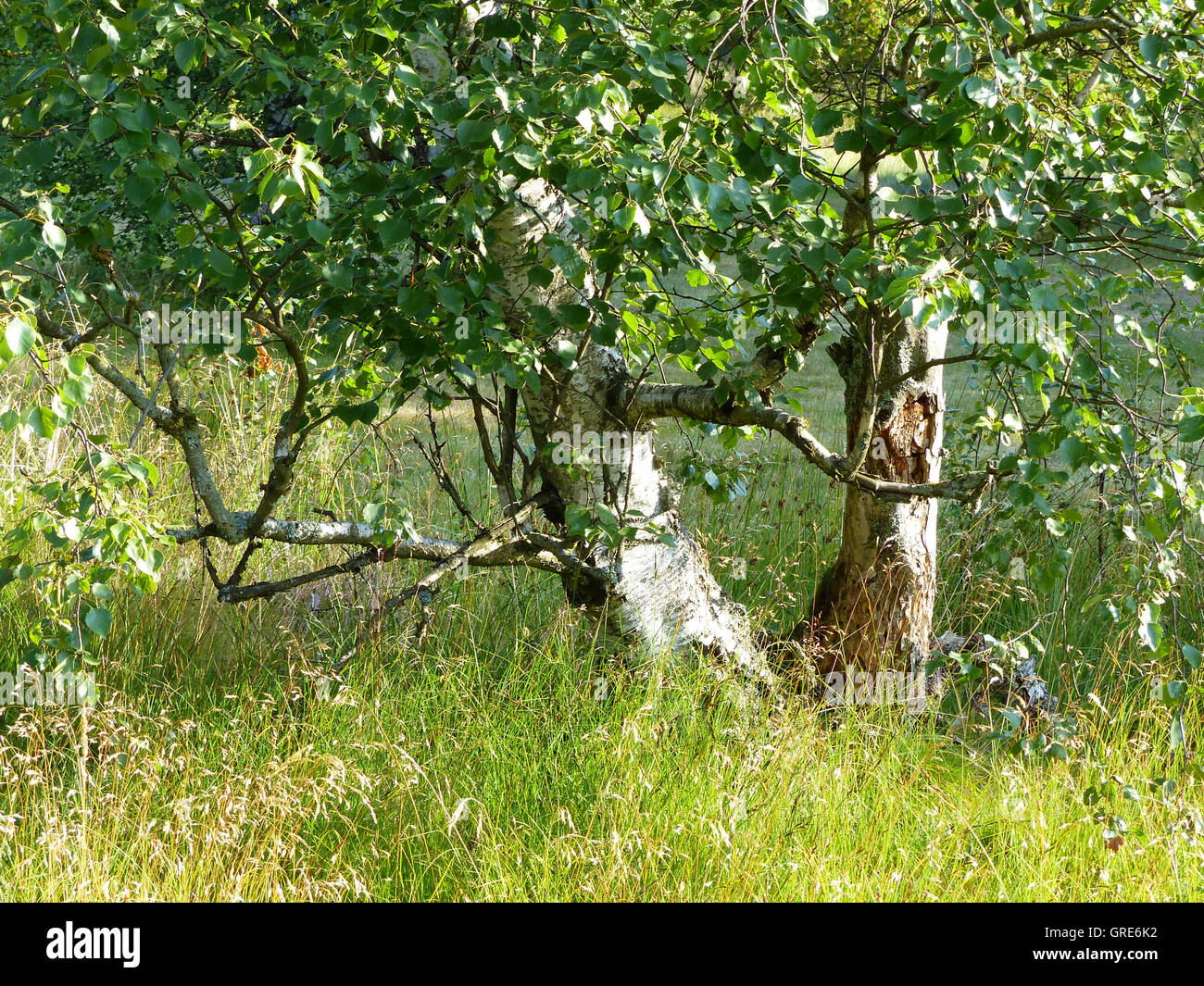 Hairy betulle In Black Moor, Rhoen Foto Stock