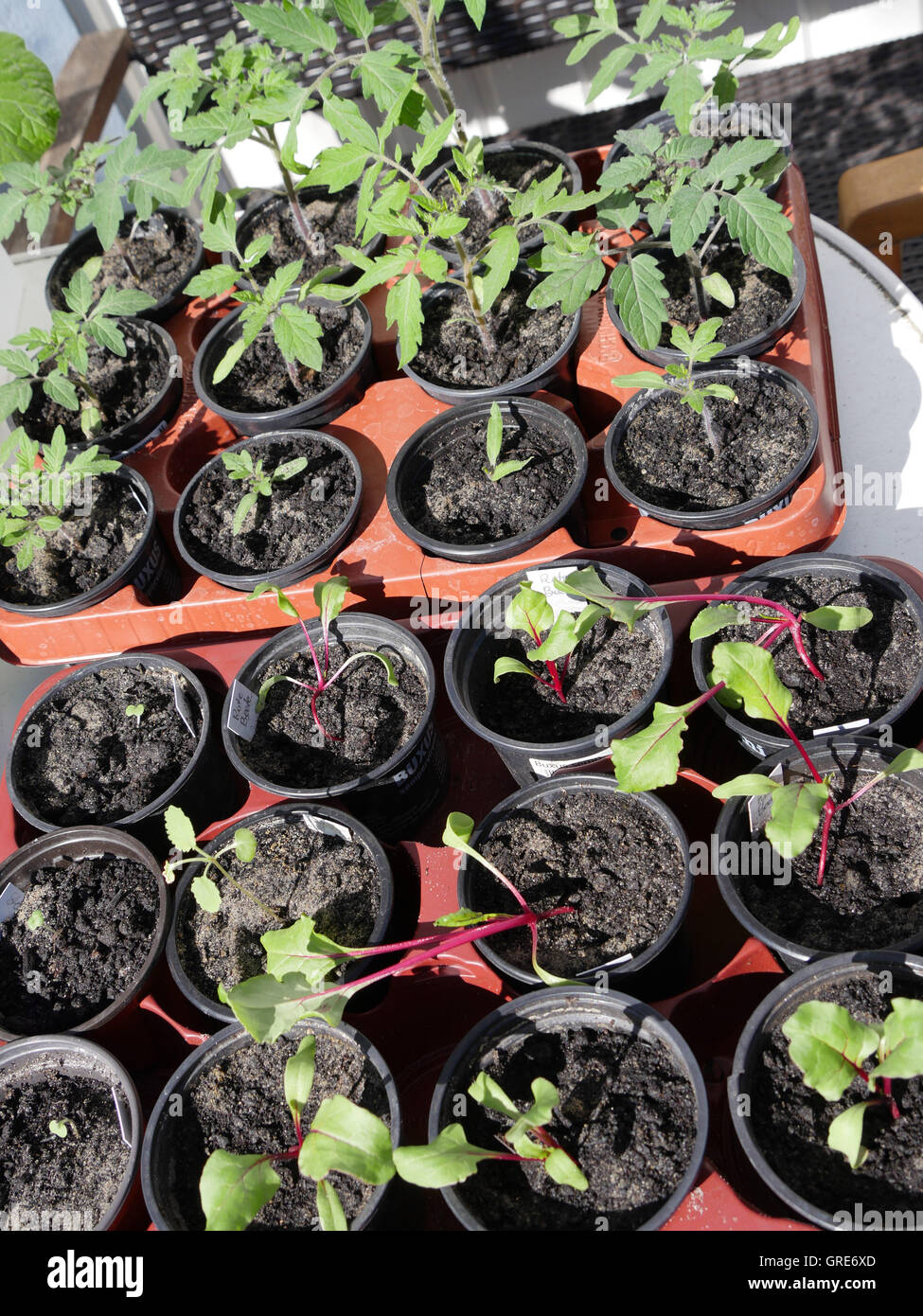 La stagione di piantagione inizia con giovani piante Home Grown- Foto Stock