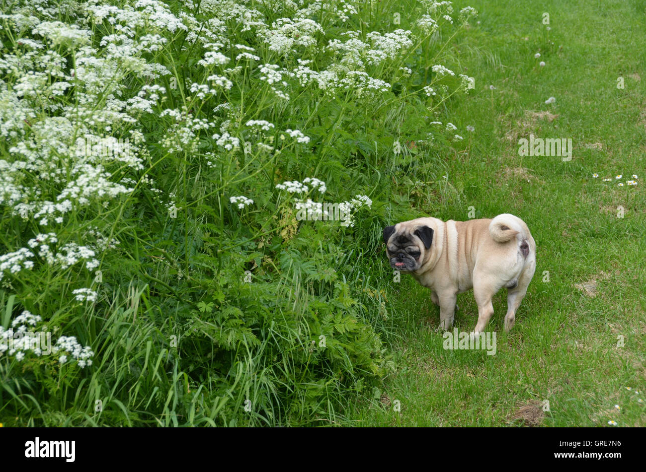 Il beige Pug in Tour, su un verde prato Foto Stock