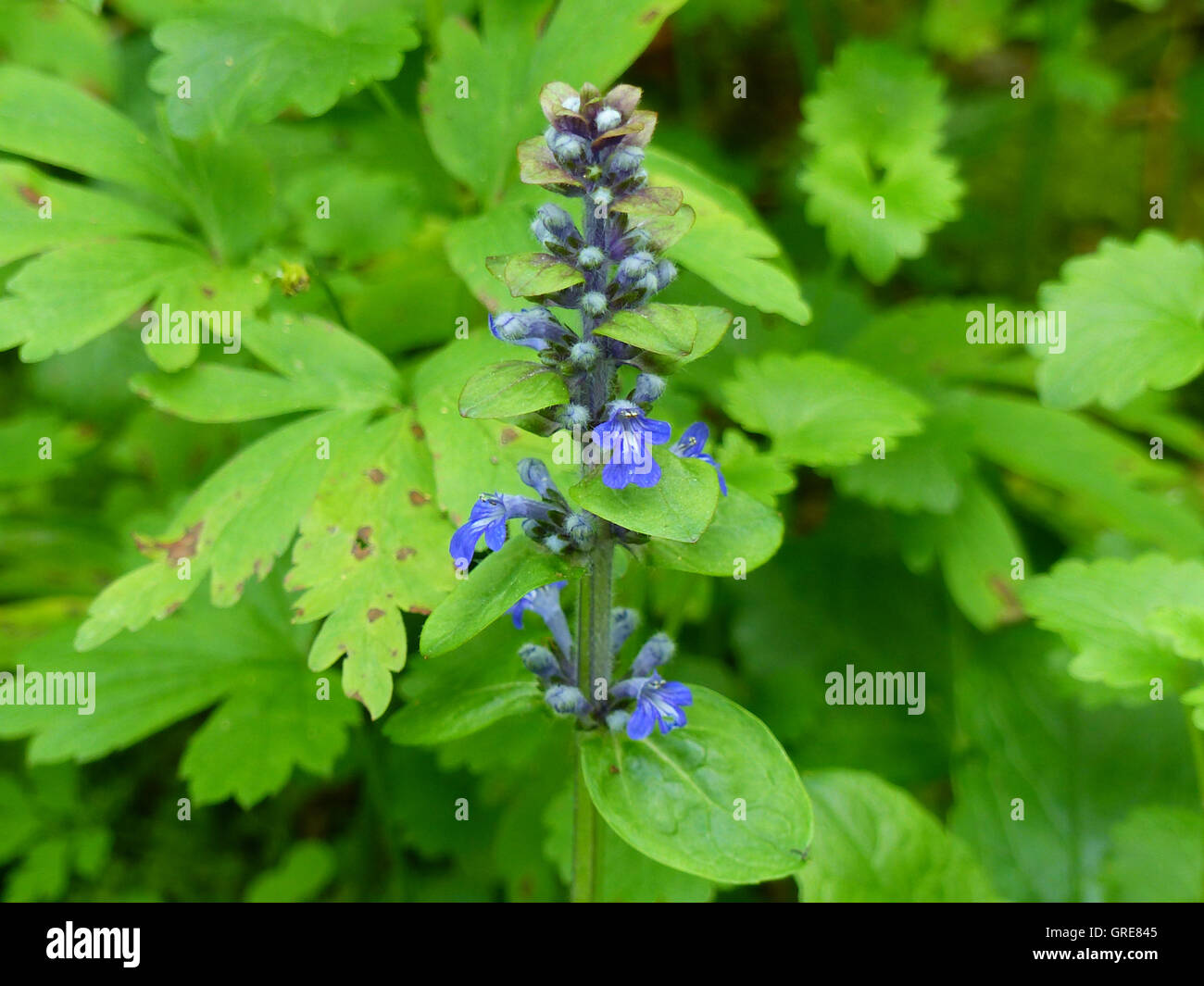 Fiore blu in impostazione di bosco Foto Stock