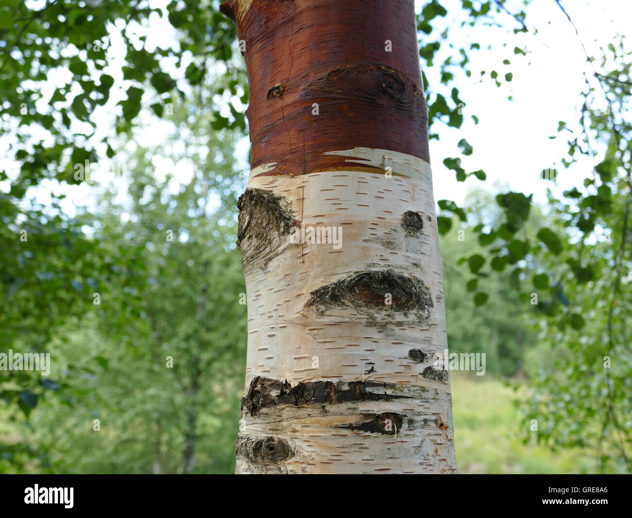 La betulla e roverella in betulla Black Moor, Rhoen, Germania Foto Stock