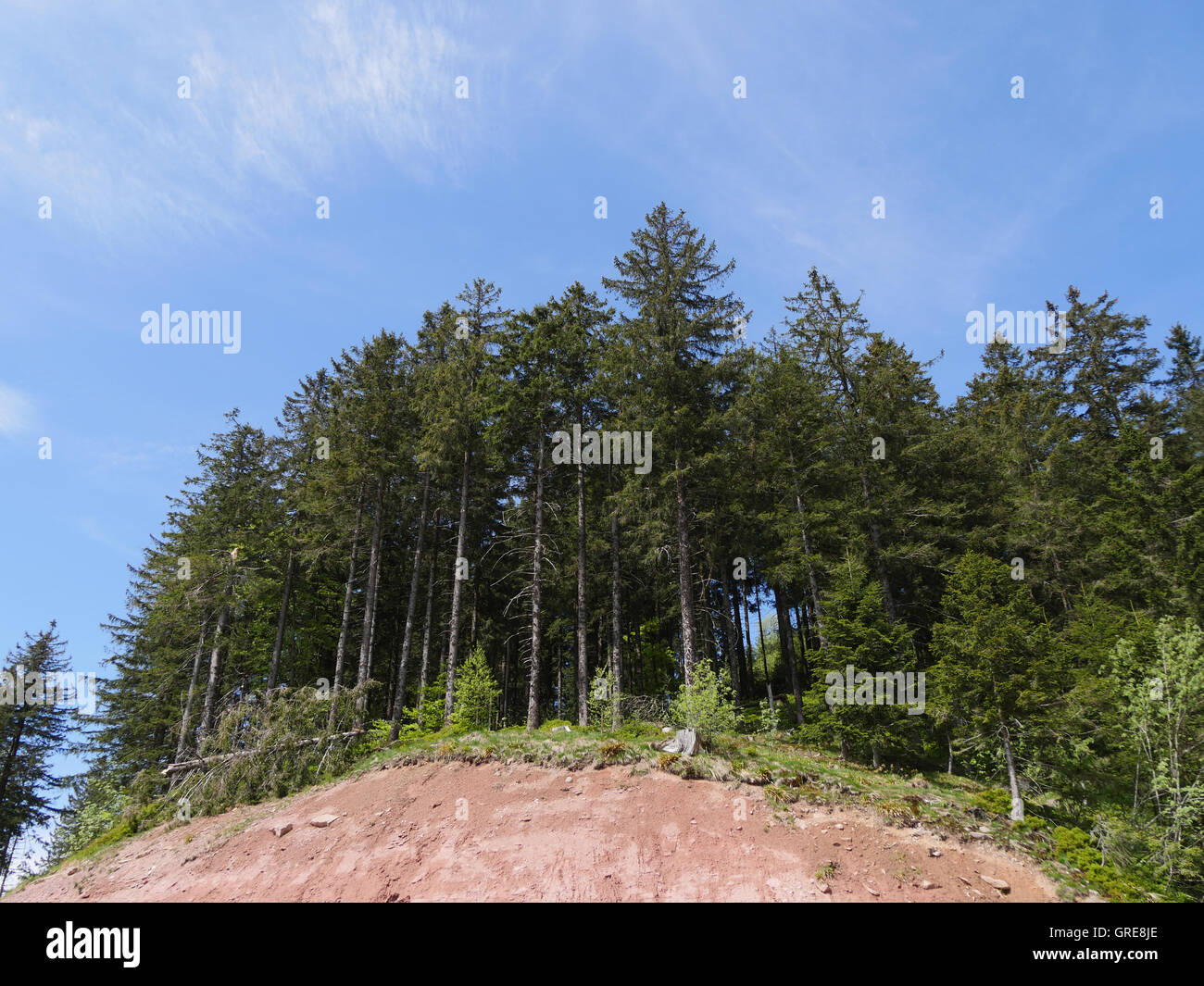 Foresta Nera, abeti rossi in corrispondenza di una linea di gocciolamento Foto Stock