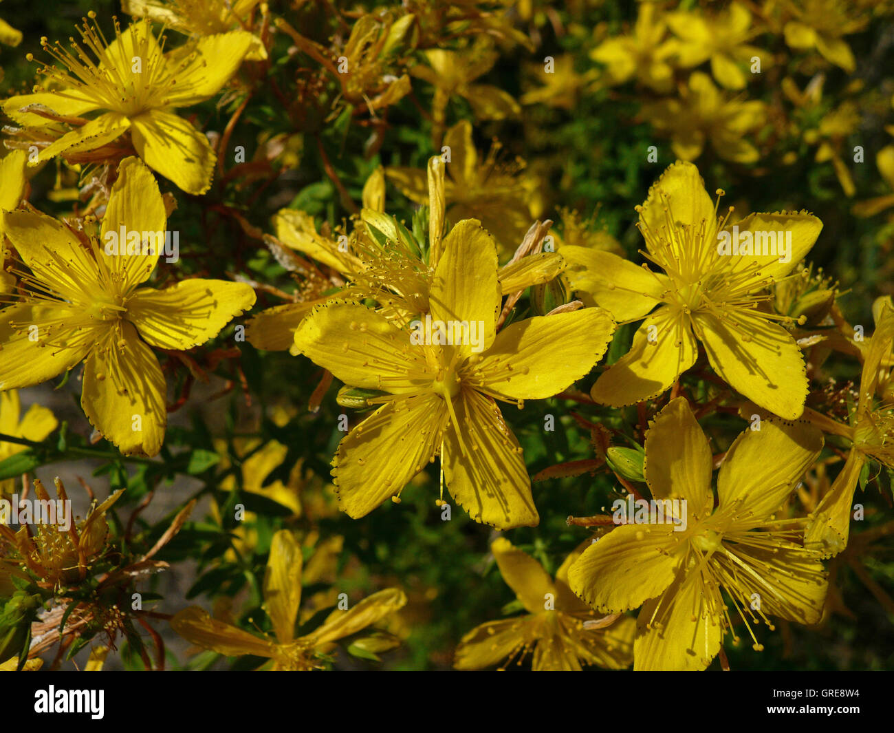 Fioritura di St Johns Wort, Hypericum Perforatum Foto Stock