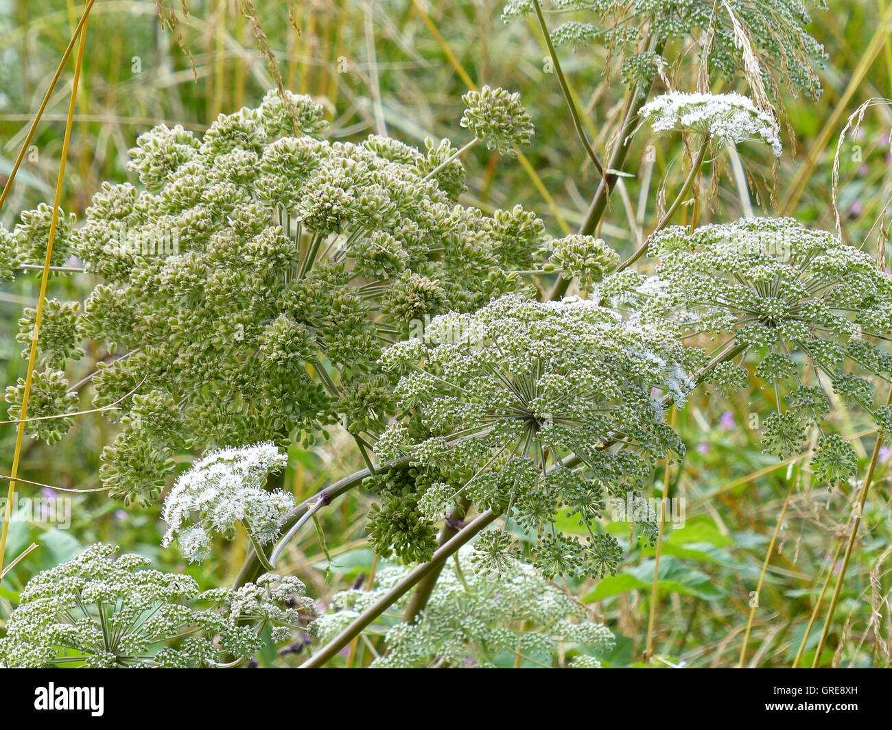 Umbellifer, Apiaceae, su un prato Foto Stock