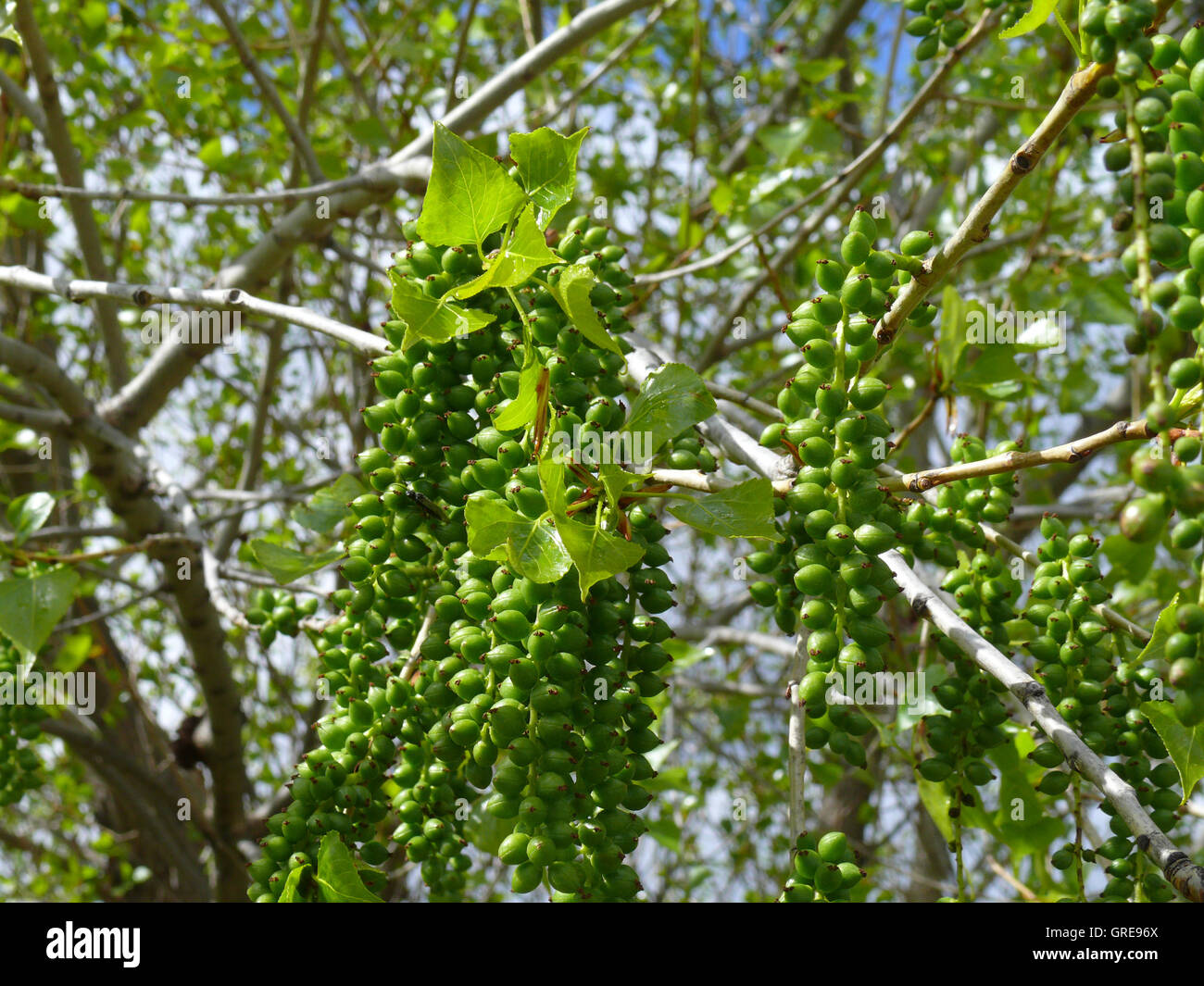 Tropicale e Subtropicale Tree con Infructescence verde Foto Stock