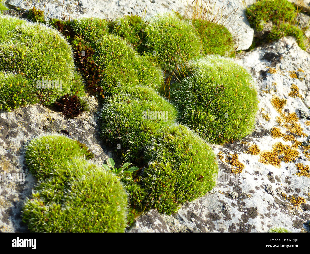 Moss cuscini su un muro di pietra Foto Stock