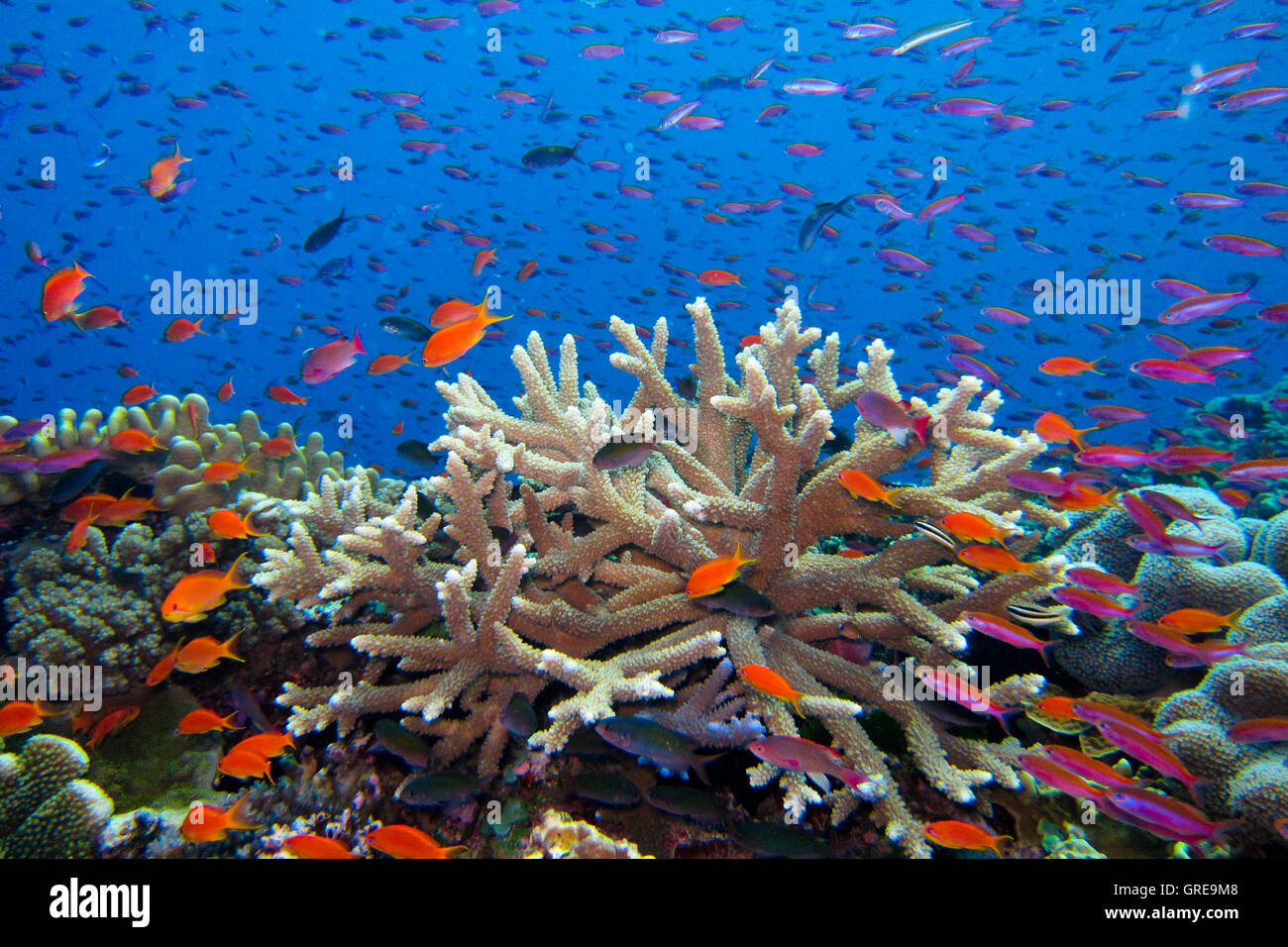 Incontaminate e coloratissimo reef scenic di coralli e pesci a Namena Isola, Isole Figi Foto Stock