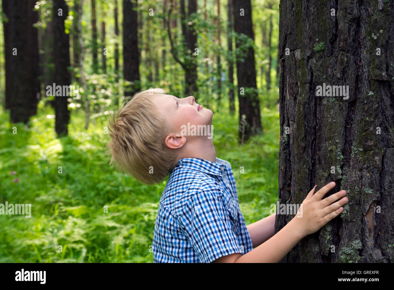 Bambino (boy, mani) avvolgente (pine tree), giocare e divertirsi all'aperto in estate (Forest Park). La tutela ambientale concetto Foto Stock