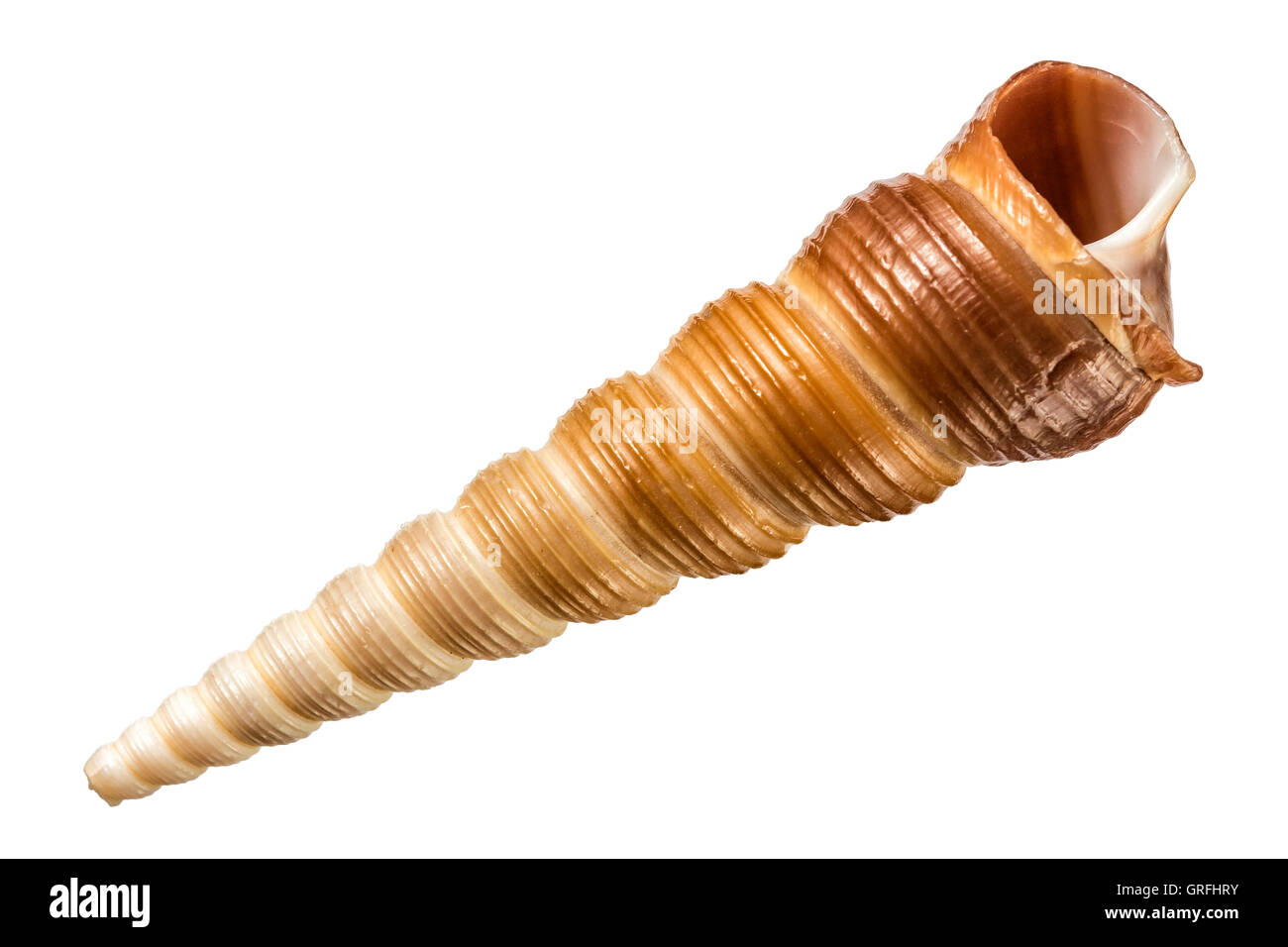 Turritella communis guglia seashell isolato su bianco Foto Stock