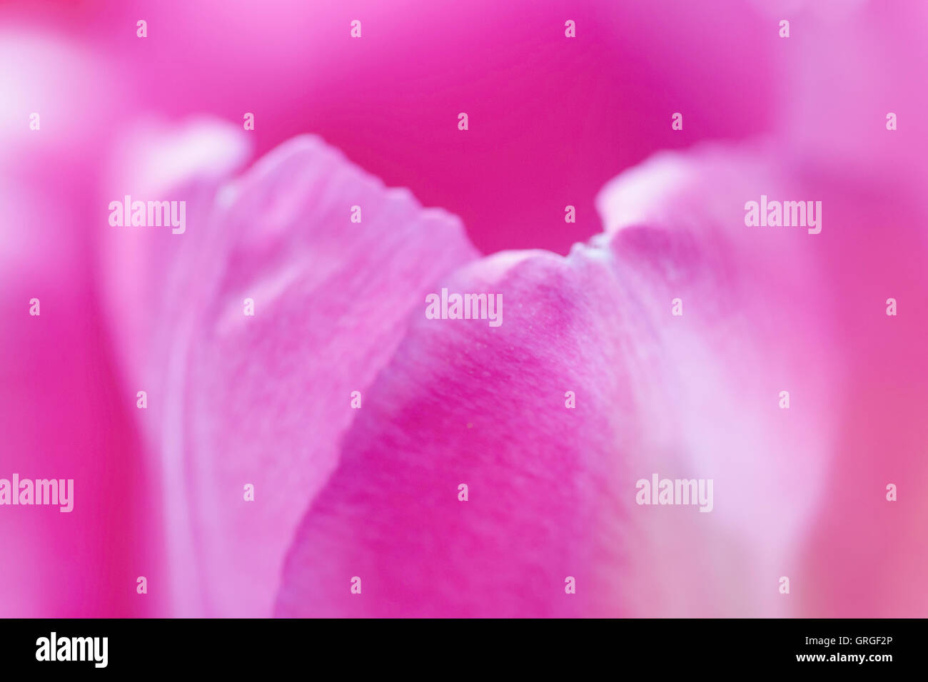 Close up pink tulip Foto Stock