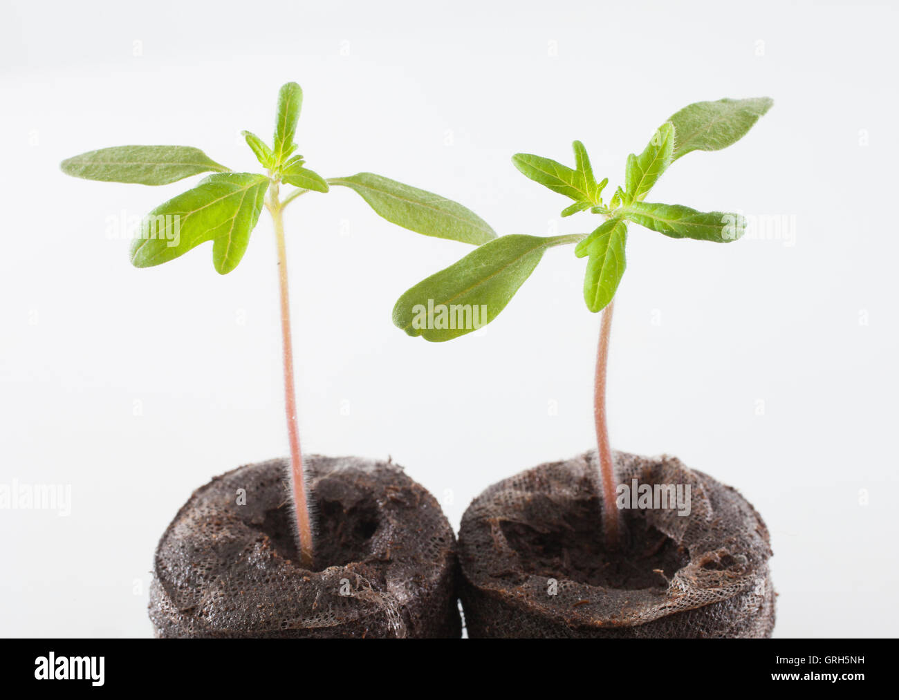Il patrimonio di due varietà di piante di pomodoro noto come Cherokee viola Foto Stock