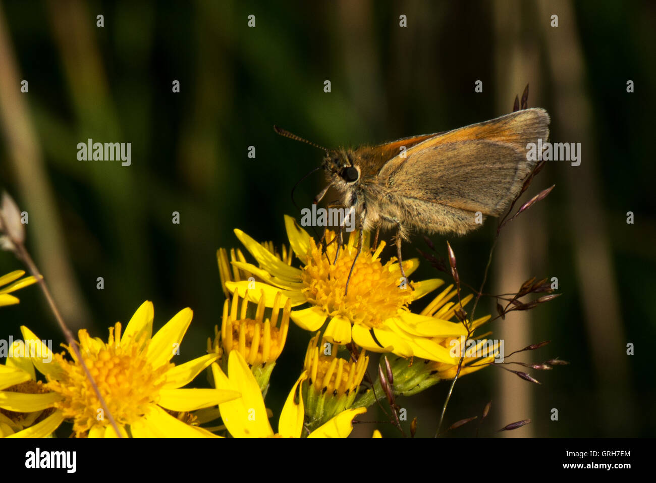 Piccola skipper Butterfly -Thymelicus sylvestris trovati a Willington, Derbyshire, England, Regno Unito Foto Stock