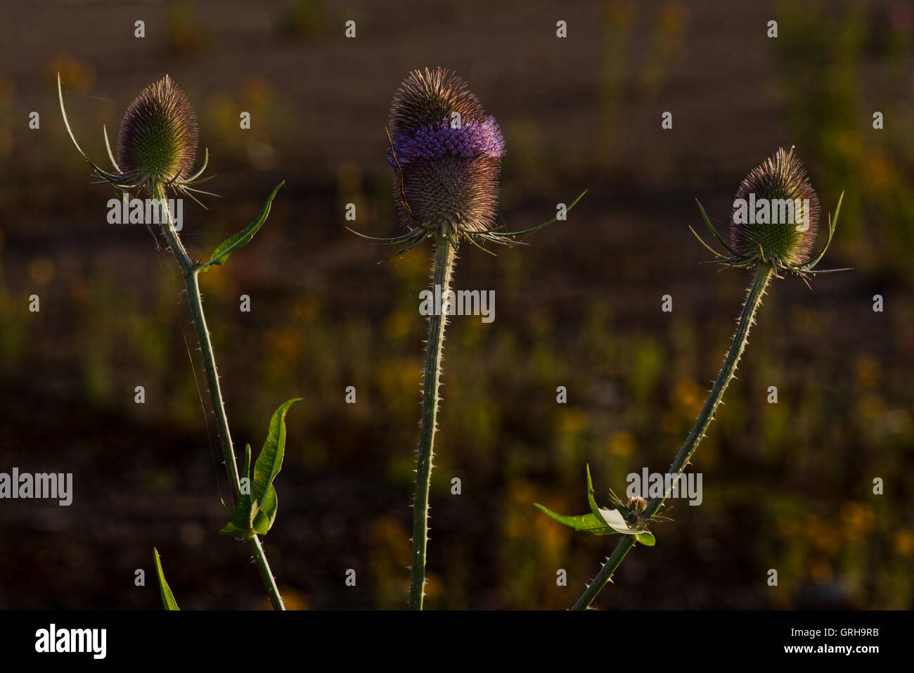 - Teasel Dipsacus fullonum immagine presa a Willington, Derbyshire, England, Regno Unito Foto Stock