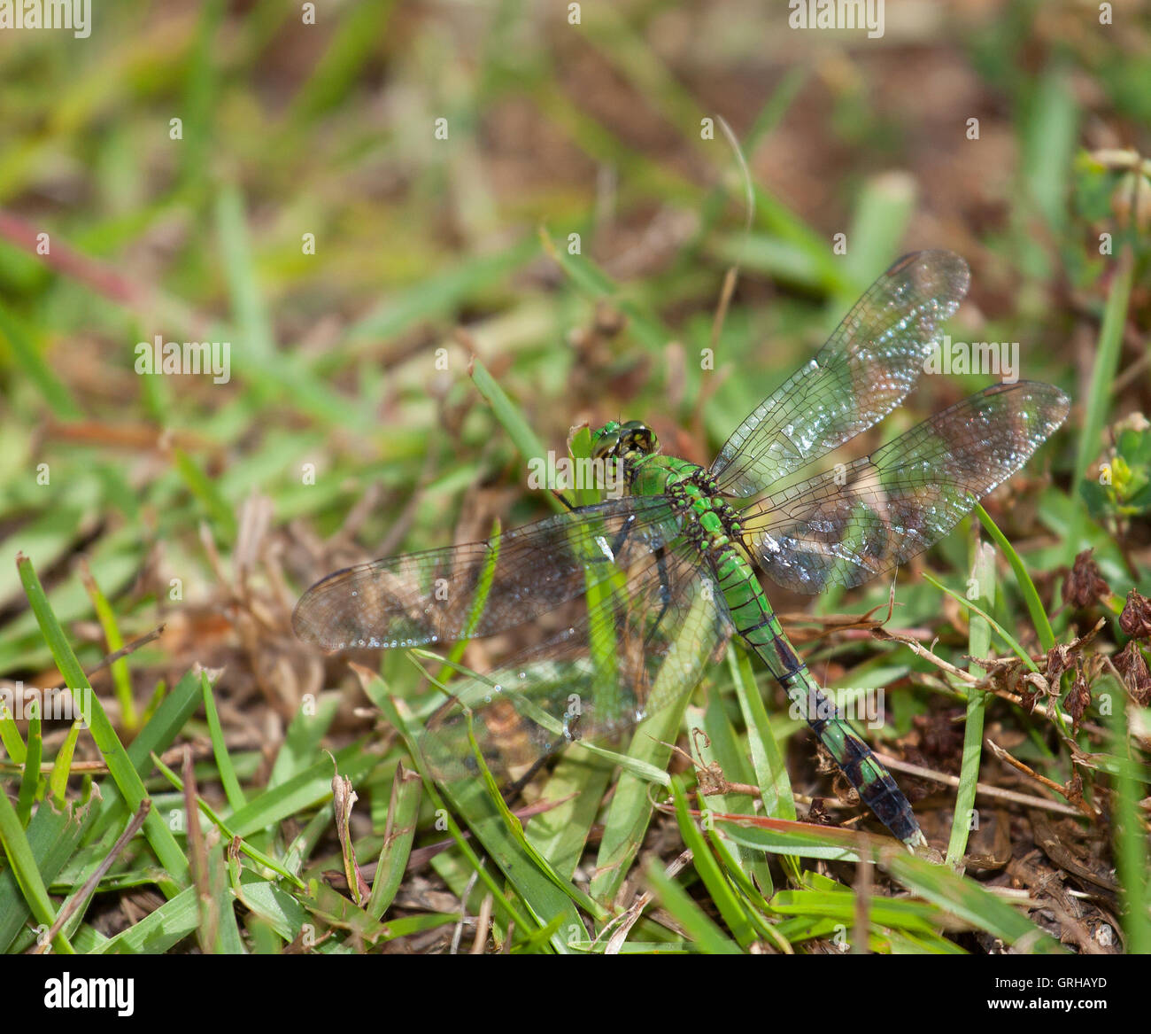 Libellula verde in agguato nell'erba in attesa di mangiare un bug Foto Stock