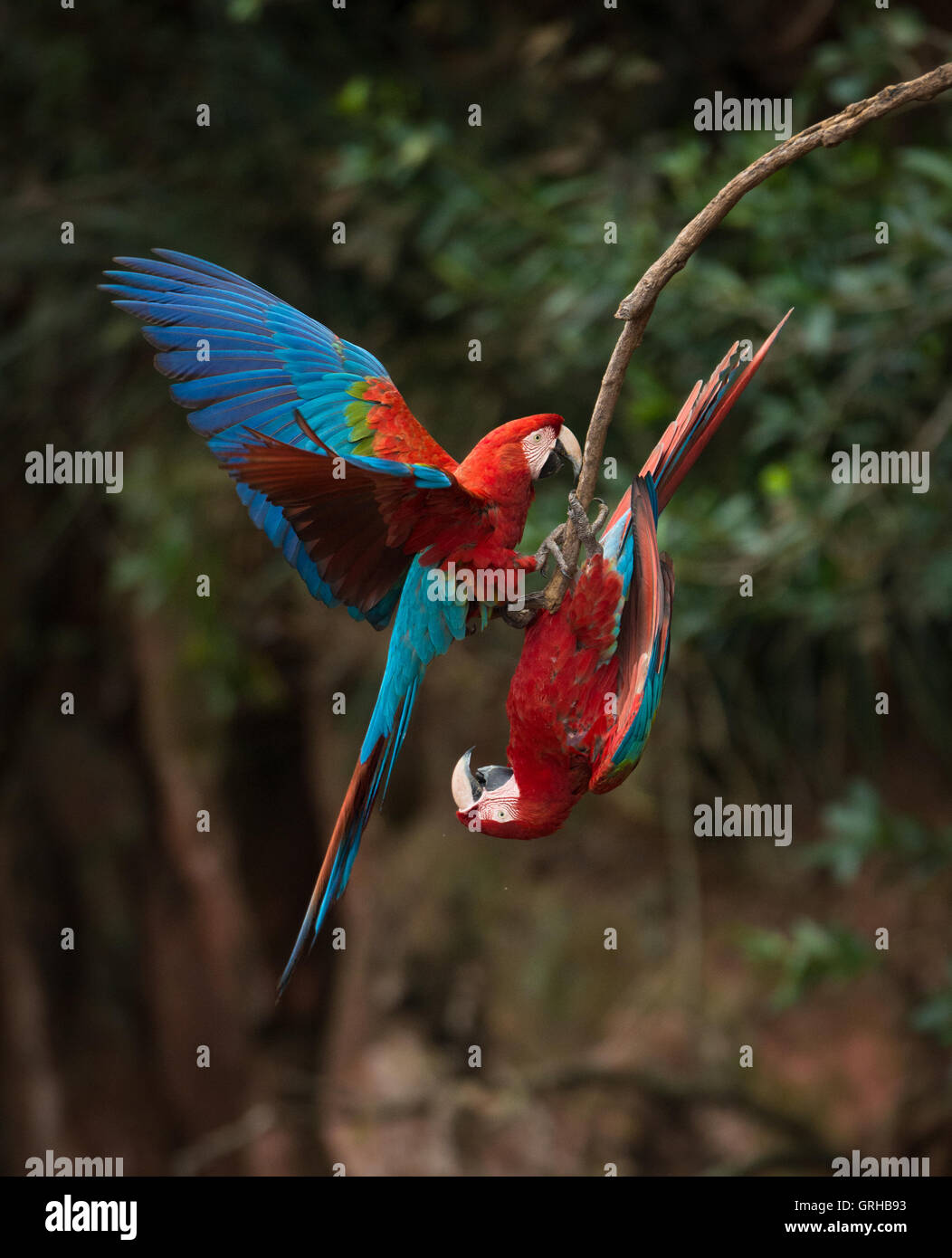 Rosso-verde Macaws giocando Foto Stock