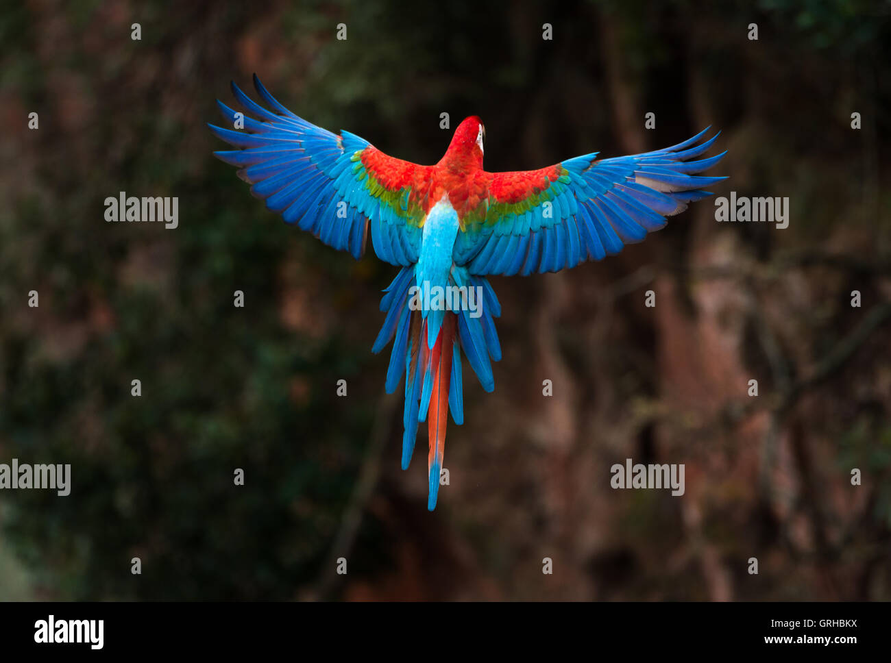 Rosso-verde Macaw in volo Foto Stock