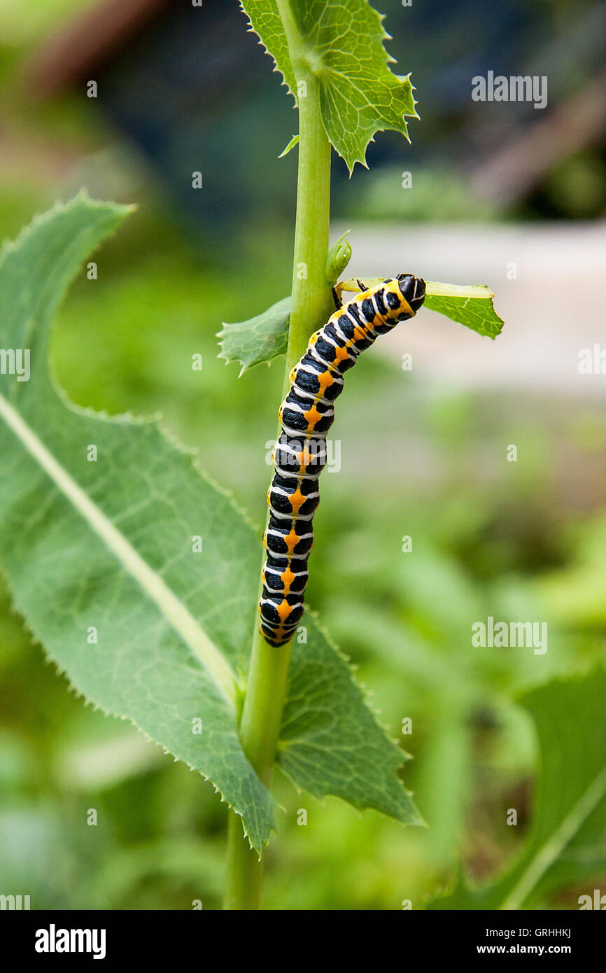 Bella caterpillar si muove su un ramo verde. Caterpillar del Vecchio Mondo a coda di rondine (Papilio machaon) Foto Stock