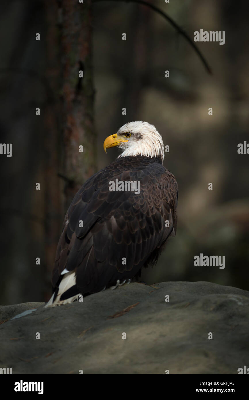 Aquila calva / Weisskopfseeadler ( Haliaeetus leucocephalus ), appoggiato su una roccia ai margini di una foresta buia, in punto di luce, Stati Uniti. Foto Stock