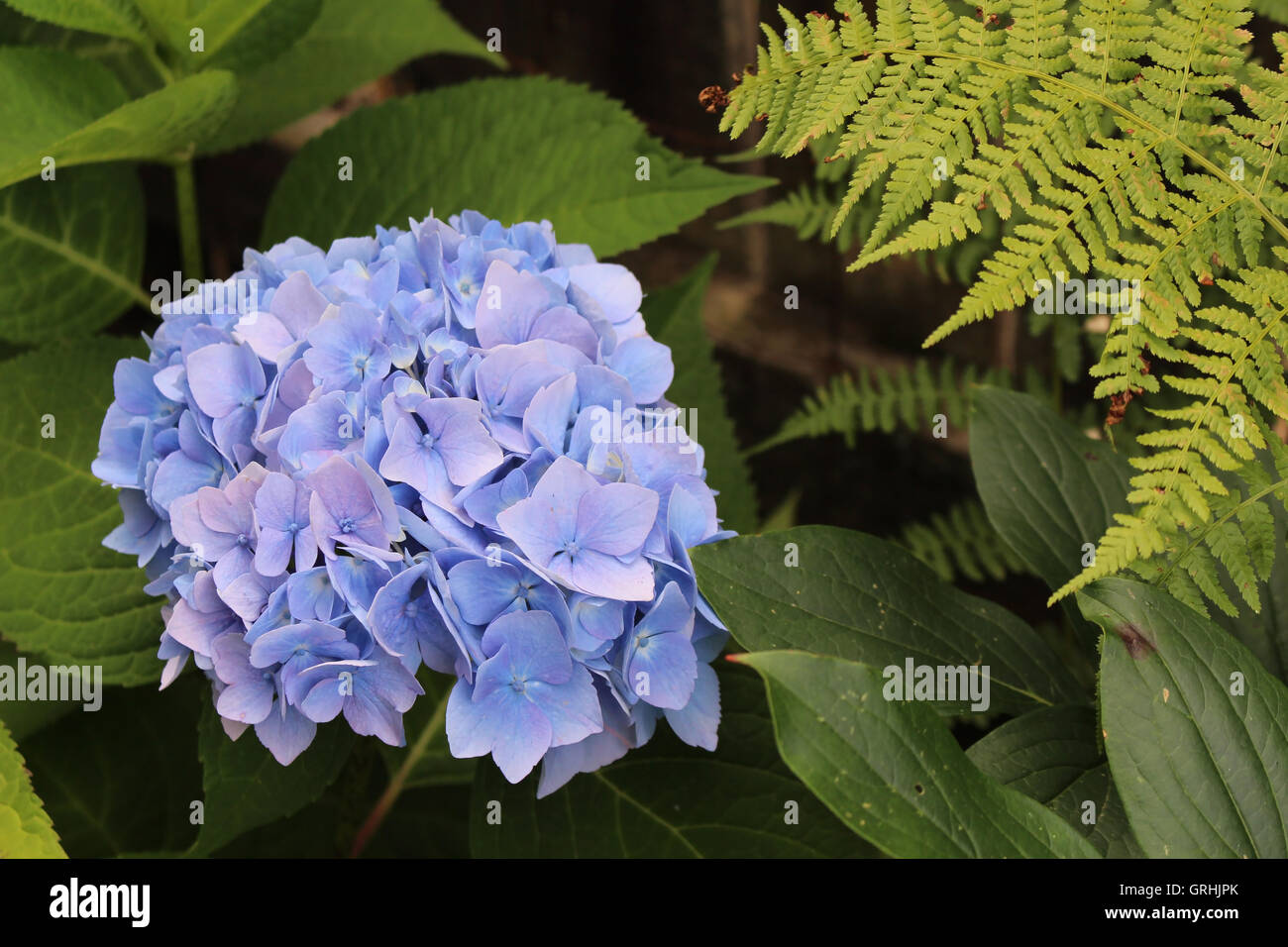 Blu lavanda ortensie in un giardino di primavera in primavera con una felce e lussureggiante fogliame, bella e delicata Foto Stock