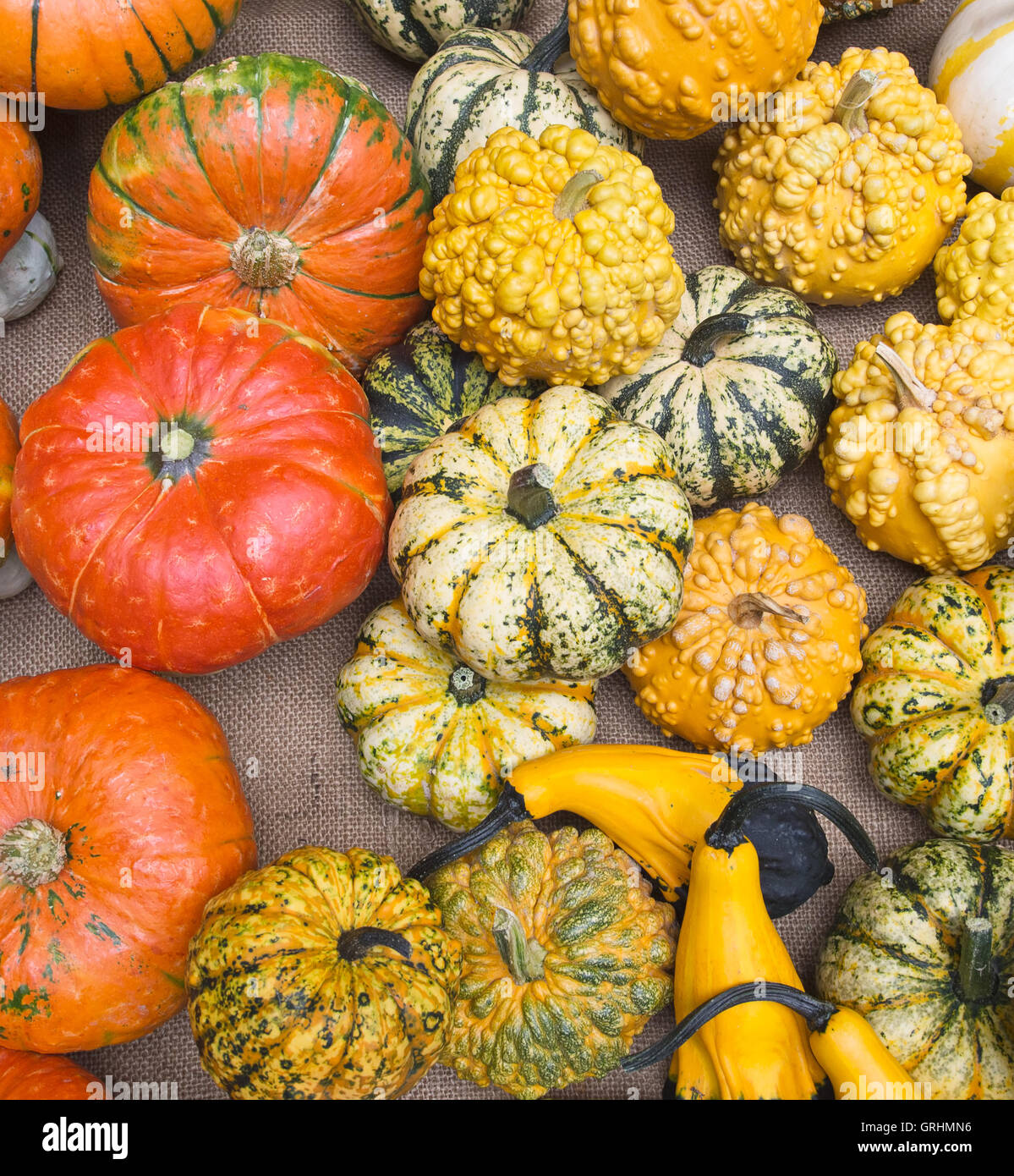Un assortimento di piante ornamentali e zucche decorative, Cucubitaceae. Foto Stock