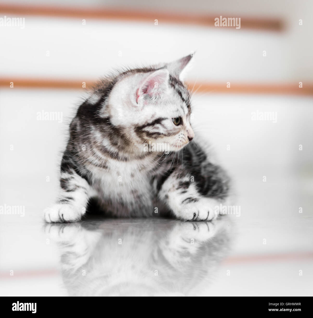 Carino American shorthair gattino Foto Stock