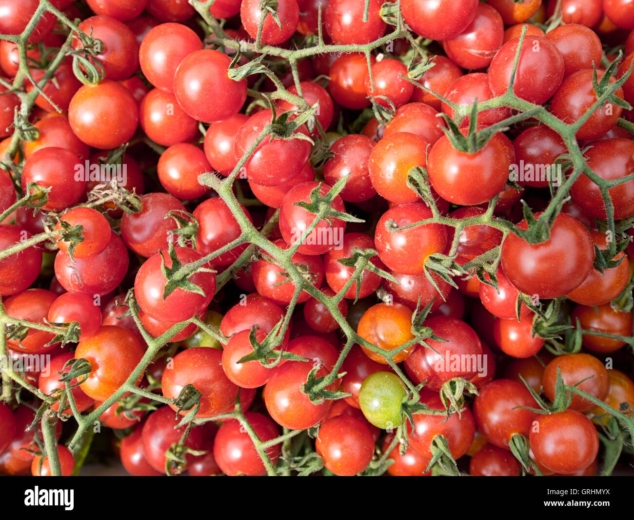 Rossi pomodori ciliegini. Appena raccolto dal giardino Foto Stock