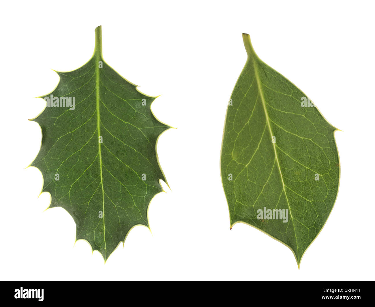 Modifiche epigenetica, metilazione. Holly foglie. Gli isolati su bianco. Foto Stock