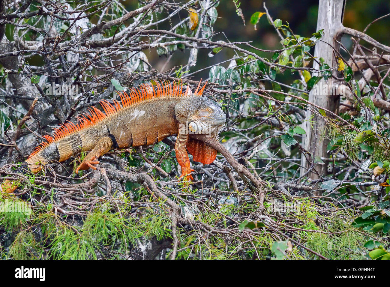 Iguana verde Foto Stock
