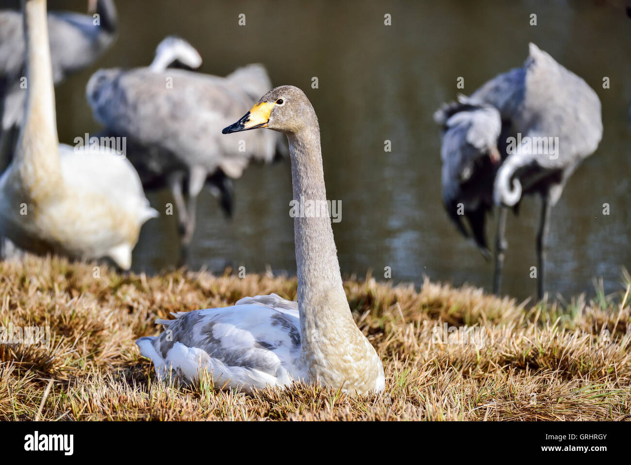 Cigno selvatico Foto Stock